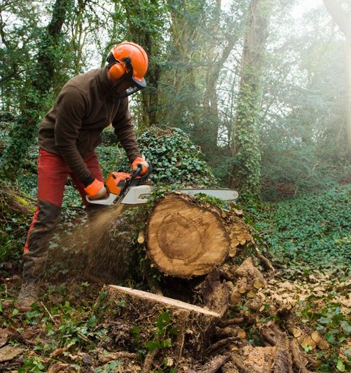 logget cutting tree base